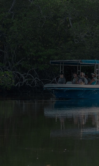 Mangrove Tour