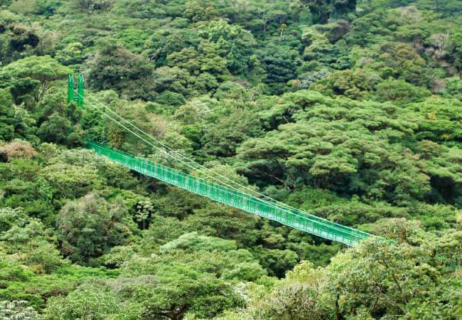 Monteverde Cloud Forest Nature