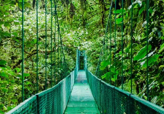 Monteverde Cloud Forest Nature