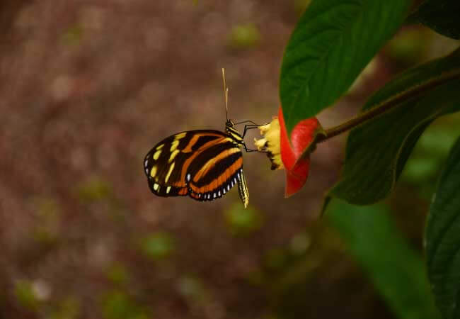 Monteverde Cloud Forest Nature