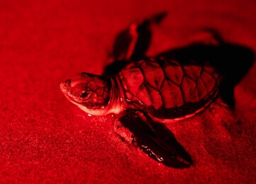 Turtle Night Tour