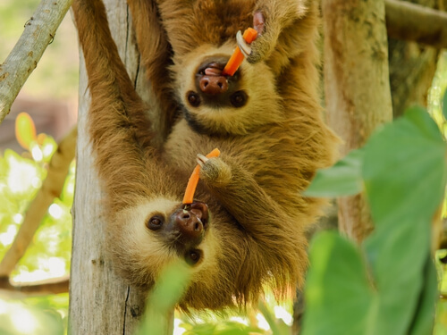 Wildlife & Animal Sanctuary Experience