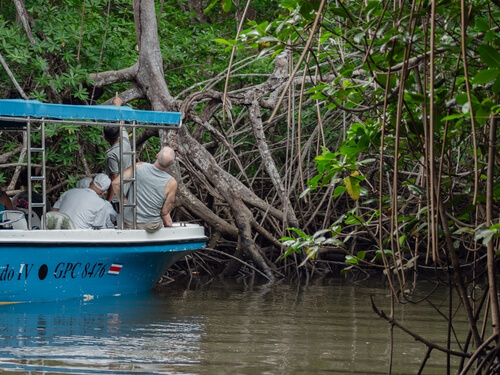 Mangrove Estuary Boat Tour