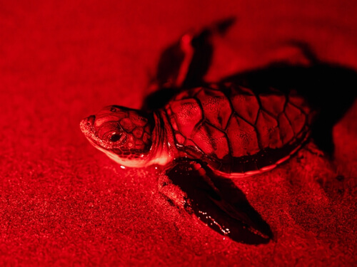 Turtle Night Tour